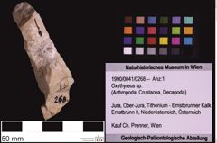 Foto (Objekt + Etiketten) von Oxythyreus sp. (NHMW-GEO-1990-0041-0268)